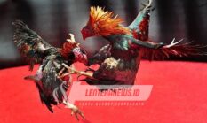 Maraknya Arena Judi Ditengah Kota Probolinggo, Diduga APH Setempat Tutup Mata