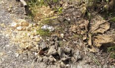 Diduga BKKD Desa Donan Bojonegoro Tak Sesuai Hingga Anggaran Mengalir ke Oknum Perangkat Desa