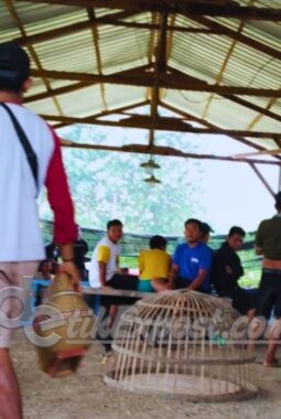 Arena Judi Sabung Ayam Gresik Seakan Kebal Hukum, Hingga Meresahkan Masyarakat Sekitar