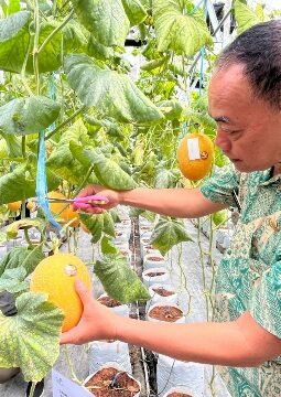 Wujudkan Ketahanan Pangan, PLN UIP JBTB Salurkan Bantuan Program TJSL untuk Petani Milenial Melon di Winong Boyolali