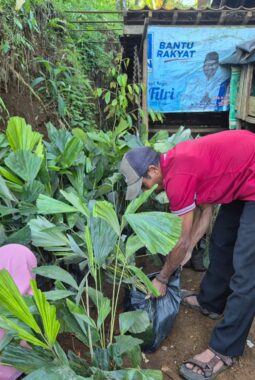 Komitmen dan Prestasi PLN UIP JBTB Sulap Kampung Simacan Jadi Sentra Konservasi Aren Genjah Digital