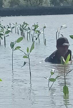 Prestasi PLN UIP JBTB dalam Peringatan Hari Bumi, PLN UIP JBTB Hijaukan Pesisir Gresik Lewat Penanaman 20.000 Bibit Mangrove