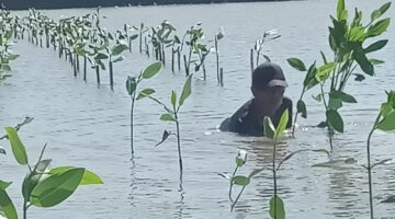 Prestasi PLN UIP JBTB dalam Peringatan Hari Bumi, PLN UIP JBTB Hijaukan Pesisir Gresik Lewat Penanaman 20.000 Bibit Mangrove
